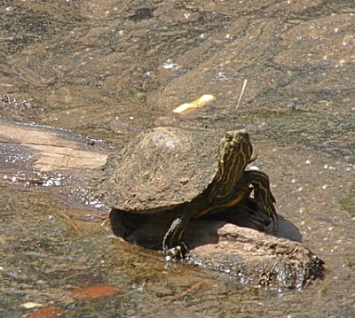 [The turtle is looking at the camera and its yellow striped neck and legs are visible. The mud completely covers the colors on its shell. The water around the log is barely visible as there is so much dirt/muck floating in it.]